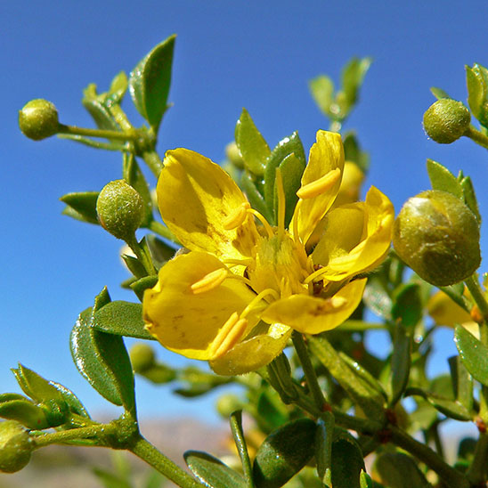 Chaparral-LarreaTridentata-S